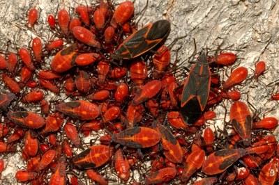 A swarm of boxelders, a red insect