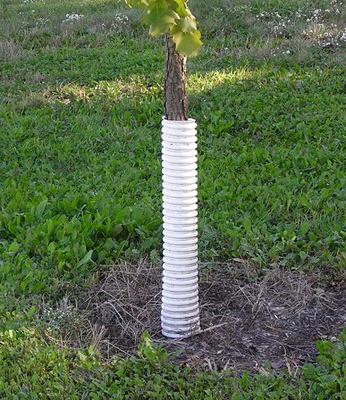 Young tree with trunk wrapped with a white tree guard