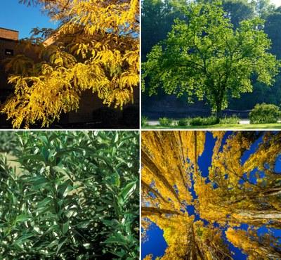 四种遮荫树的图像网格:美洲榆树，无刺刺槐，杨树和月桂柳