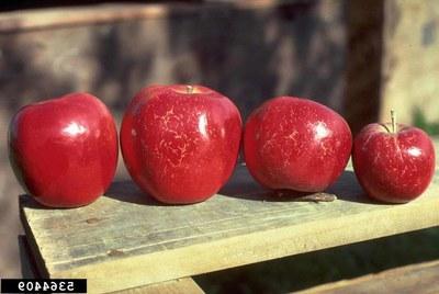 Red apples showing white powdery mildew