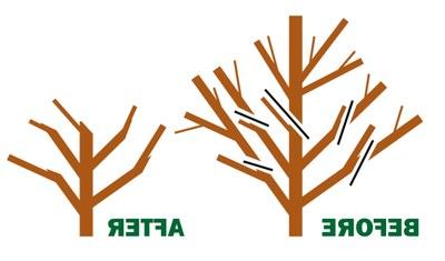 Left side: diagram of where to prune an apple tree; after - apple tree with shortened branches