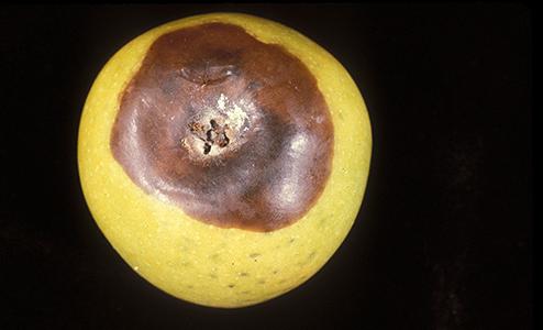 苹果有棕色，茎周围腐烂的区域，周围有健康的黄色表皮