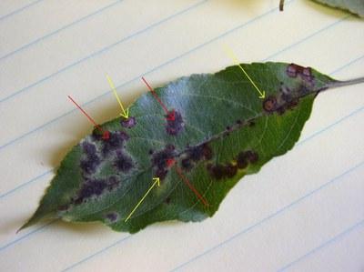 一片叶子上显示出较深的紫斑蛙眼叶斑病，旁边是较浅的苹果痂斑