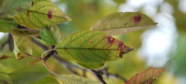 树枝上的叶子上的闭合显示紫棕色斑点的蛙眼叶斑病