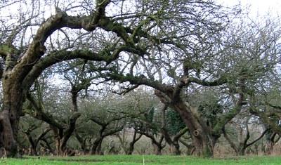 Old apple trees in an orchard with bare branches