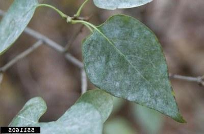 Powdery mildew on the upper surface of a lilac leaf