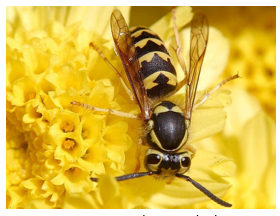黄色花瓣上的大黄蜂.png