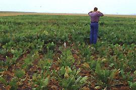 man standing in a field of diseased sugarbeets