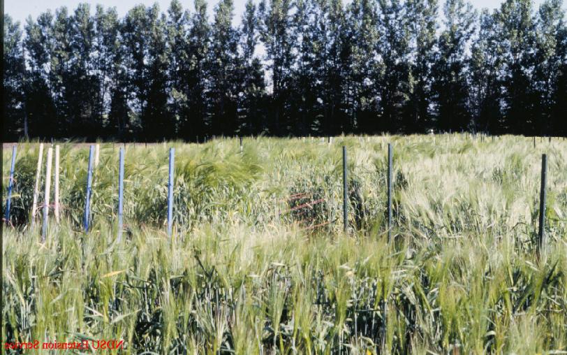 barley test plot