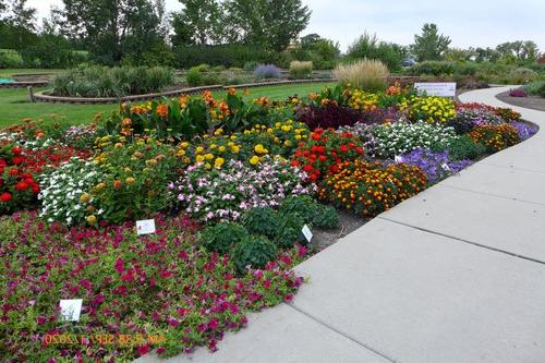 花园床上的植物是NDSU园艺研究的全美选择获胜者 & Demonstration Gardens 