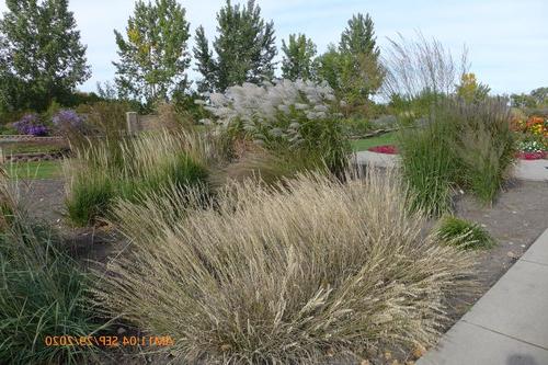 观赏草种植在多年生床在NDSU园艺研究 & Demonstration Gardens