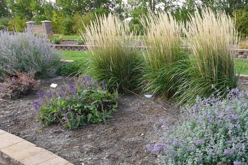 在NDSU园艺研究的一个床上，多年生植物被命名为“年度多年生植物” & Demonstration Gardens