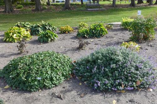在NDSU园艺研究中，来自阳光和阴影都能接受的地区的植物 & Demonstration Gardens