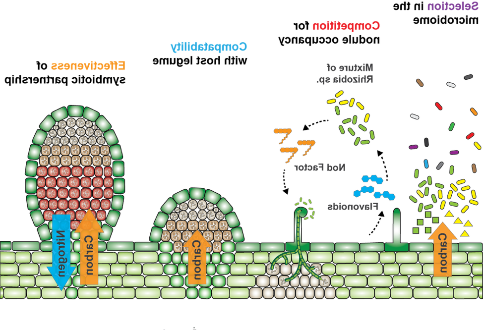 描述植物如何选择微生物群的图, 争夺结节占用, 与宿主豆科植物的兼容性, 以及共生伙伴关系的有效性