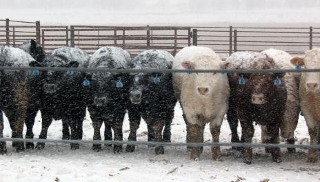 奶牛在大雪中排成一排