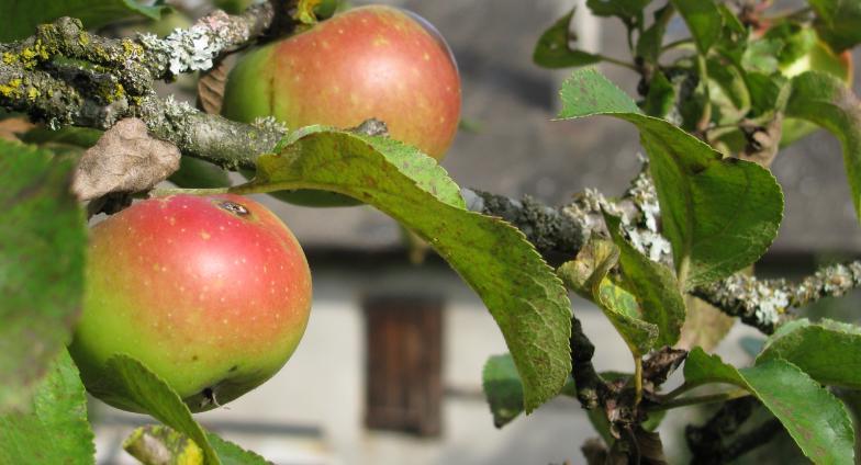 Close up of ripe apples on tree branch with a farmhouse in the background 