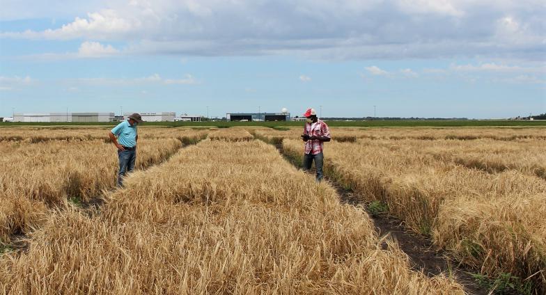Teacher and student taking notes in barley plots