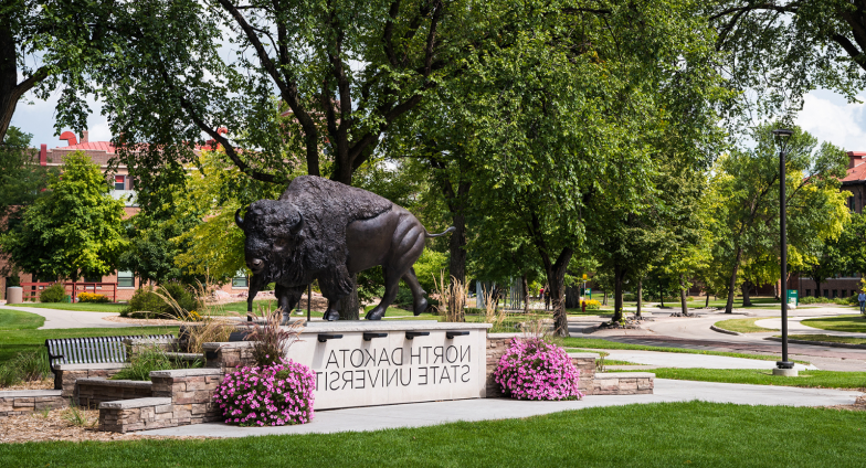 Photo of the bison statue found on NDSU's campus. The statue is surrounded by foliage and sidewalks right by the main buildings on campus.