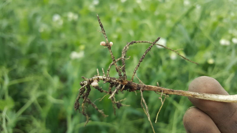 Root nodules on pea plants from Geddes farm 2018